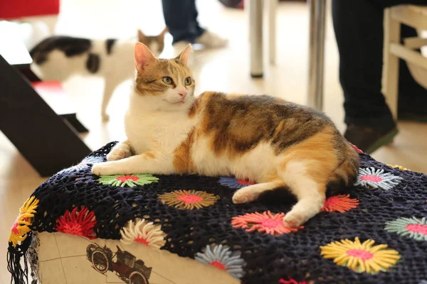 Kedi yavrusu pouf üzerinde yatıyor.