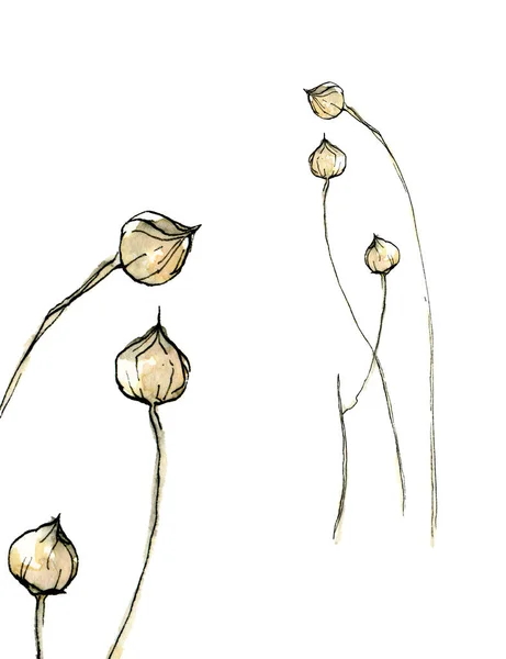 Watercolor Illustration of delicate pastel, beige gold grain seeds in the sketch style with ink border isolated on a white background. — Stock Photo, Image