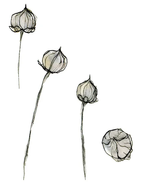Acuarela Ilustración de delicados pasteles, semillas de grano azul claro en el estilo de boceto con borde de tinta aislado sobre un fondo blanco. —  Fotos de Stock