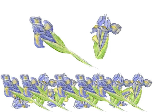 Fiori decorativi e striscia di acquerello giallo pastello e blu fiore di iris, foglie verdi disegnate a mano. Illustrazione in stile schizzo su sfondo bianco. — Foto Stock