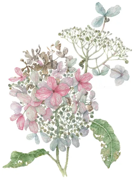 Illustrazione realistica ad acquerello di un'ortensia sbiadita. Autunno disegnato a mano arte botanica. — Foto Stock