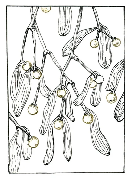 Julsammansättning med mistel. Svart och vitt med guld clipart för ett nyårskort. Akvarell illustration, gjord för hand vinter skiss. — Stockfoto