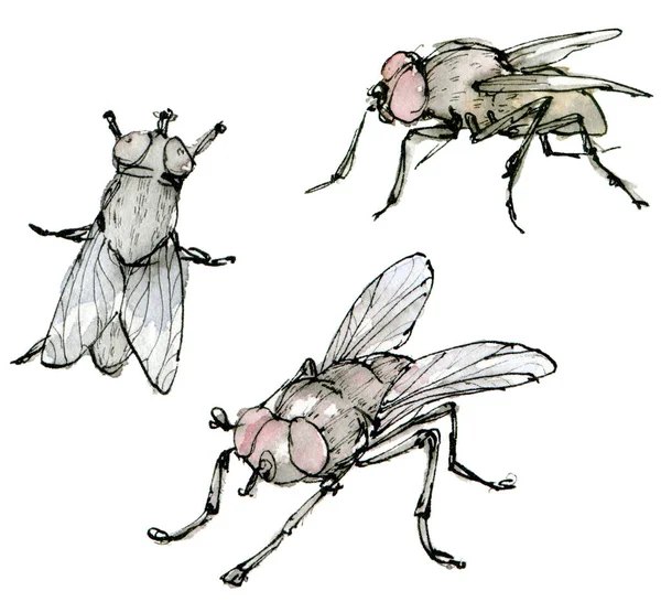 워터 컬러 일러스트 파리 세트 (Watercolor illustration fly set) 는 흰색 배경에 분리 된 얼룩무늬의 색 스케치이다. 잉크로 손으로 그린우아 한 곤충들. — 스톡 사진