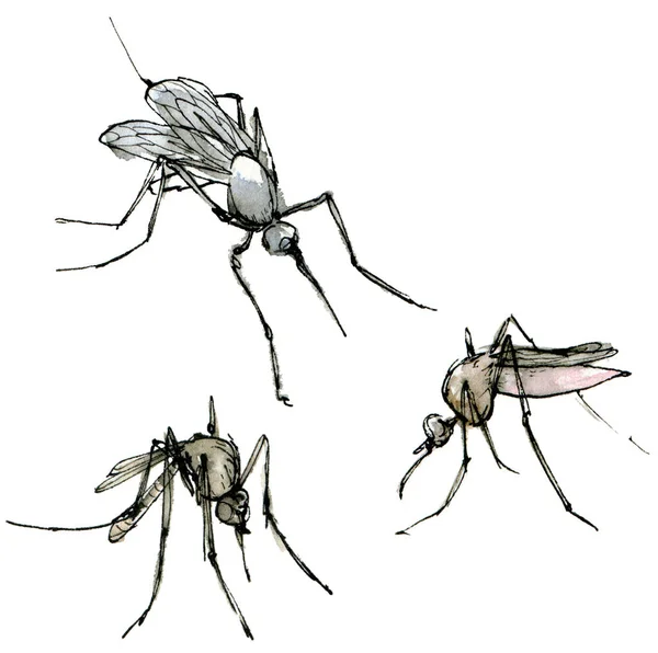 수채화 모기 세트, 흰 배경에 분리 된 얼룩덜룩 한 색상 스케치. 잉크로 손으로 그린우아 한 곤충들. — 스톡 사진