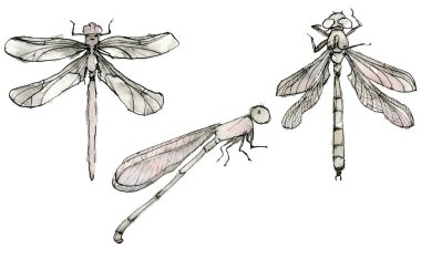 Suskun bir renge sahip suluboya resimli yusufçuk seti, pastel pembe, beyaz arka planda izole edilmiş bir çizim. Mürekkep kenarlığı ile elle çizilmiş zarif girdi.