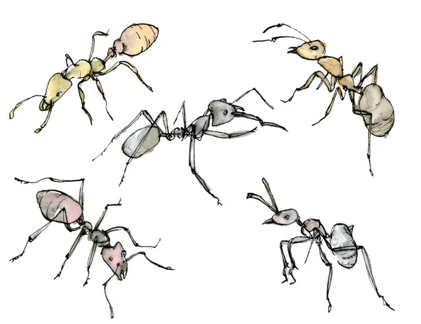 Акварельний набір ілюстрацій мурах, приглушений кольоровий ескіз, ізольований на білому тлі. Елегантні комахи намальовані вручну чорнилом . — стокове фото