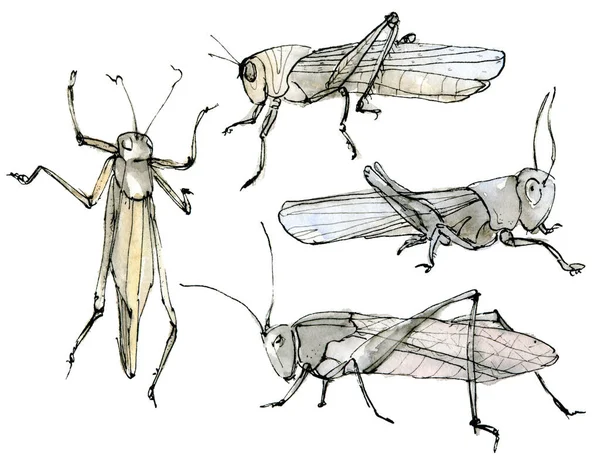 Aquarel illustratie sprinkhanen sprinkhanen set, een gedempte kleurenschets geïsoleerd op een witte achtergrond. Elegante insecten met de hand getekend met inkt. — Stockfoto