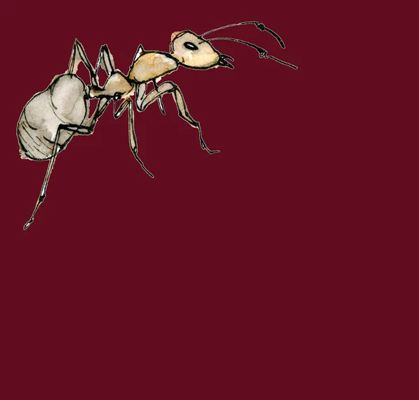 Акварельна ілюстрація мурахи з ескізом чорнила ізольована на червоному тлі. Елегантна комаха намальована вручну чорнилом. Сучасне кліп-арт — стокове фото