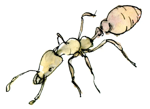 Watercolor clip art of yellow ant, a muted color sketch isolated on a white background. Elegant insect illustration drawn by hand with ink. — Stock Photo, Image