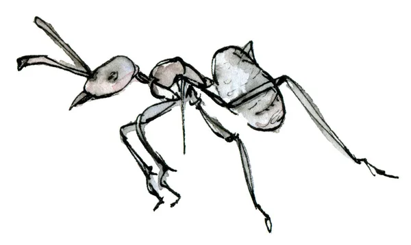Akvarell klipp konst grå myra, en pastell skiss isolerad på en vit bakgrund. Elegant insekt illustration ritad för hand med bläck. — Stockfoto
