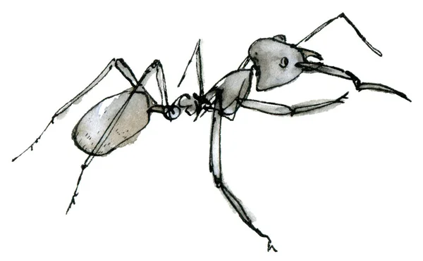 Aquarel clip art van blauwe mier, een pastel schets geïsoleerd op een witte achtergrond. Elegante insectenillustratie met de hand getekend met inkt. — Stockfoto