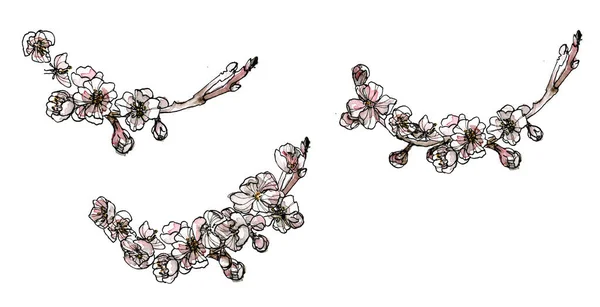 Illustratives Bündel Von Aquarell Dekorativen Ecken Pastellrosa Illustration Von Blütenbrunch — Stockfoto