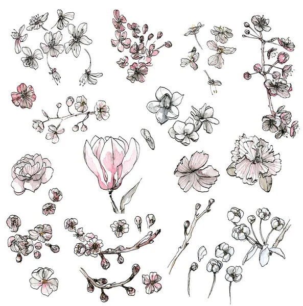 Big watercolor illustration set of a pastel flowers, sketch with ink, hand drawn on a white background. Elegant floral bundle for wedding, romantic design. — Stock Photo, Image