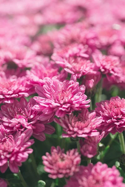 Chrysanthemenblüten Schließen Sich Als Schöner Naturhintergrund Herbst Thema Konzept Hintergrund — Stockfoto