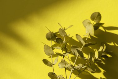 Sarı arka planda okaliptüs dalları, güneş ışığı ve gölgeler. Doğa konsepti. Seçici odak