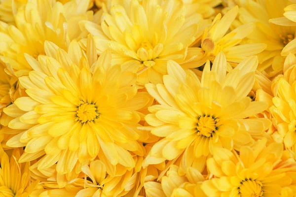 Żółte Chryzantemy Kwiaty Kropli Rosy Zbliżyć Jako Piękne Tło Natury — Zdjęcie stockowe