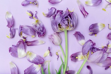 Pastel arka planda güzel lale çiçekleri ve taç yapraklarından oluşan çiçek kompozisyonu. Doğa konsepti. Aşk ve romantizm teması. Üst Manzara. Düz yatıyordu