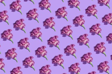 Pastel menekşe arkaplanındaki güzel süsen çiçeklerinden oluşan yaratıcı desen. Doğa konsepti. Asgari düzeyde. Üst Manzara. Düz yatıyordu