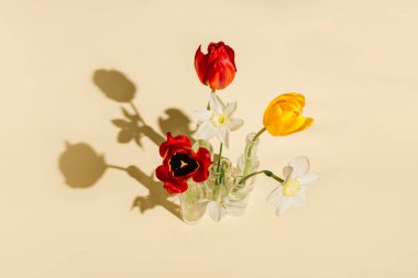 Güzel lale ve nergis çiçekleri, gölgeli, pastel renkli, güneşli arka planda cam vazolarda. Doğa konsepti. Asgari düzeyde. Üst Manzara. Seçici odak