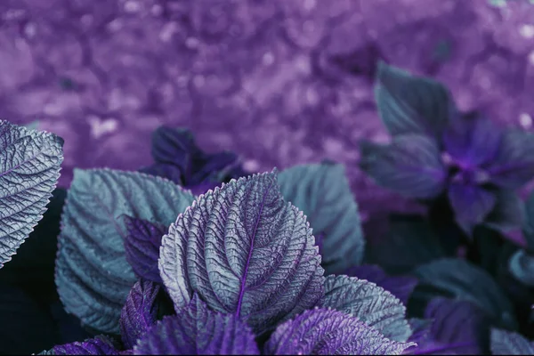 Perilla Frutescens Feuilles Rapprochées Comme Beau Fond Naturel Ingrédient Alimentaire — Photo