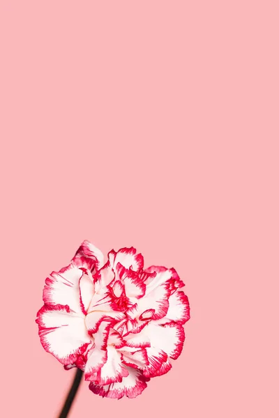Composição Floral Feita Flor Cravo Branco Vermelho Fundo Rosa Pastel — Fotografia de Stock