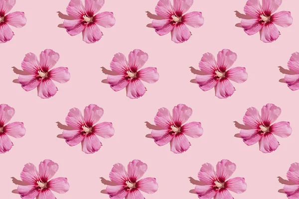 Motif Floral Composé Belles Fleurs Hibiscus Sur Fond Rose Pastel — Photo