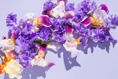 Leylak renginde güzel zambak çiçekleri. Güneş ve gölgeli yaz çiçeği kompozisyonu. Doğa konsepti. Aşk ve romantizm teması. Üst Manzara. Düz yatıyordu