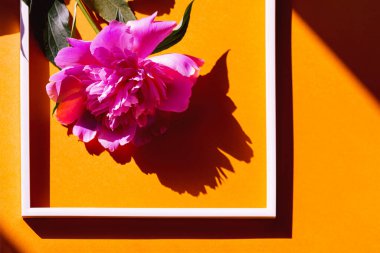 Beyaz çerçeveli parlak turuncu arka planda pembe şakayık çiçeğinden yapılmış yaratıcı bir düzen. Soyut kompozisyon. Düz yatıyordu. Üst Manzara. Doğa konsepti.