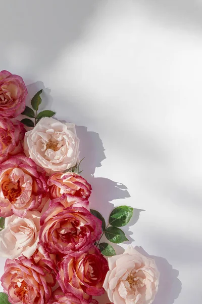 Kompozycja Kwiatowa Wykonana Pięknych Różowych Pąków Róż Leżących Białym Tle — Zdjęcie stockowe