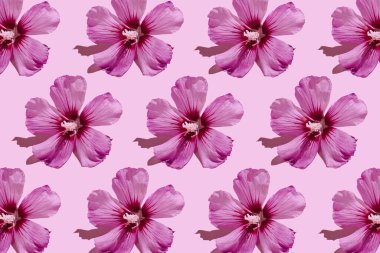 Pastel pembe arka planda güzel amber çiçeklerinden oluşan çiçek deseni. Asgari düzeyde. Doğa konsepti.