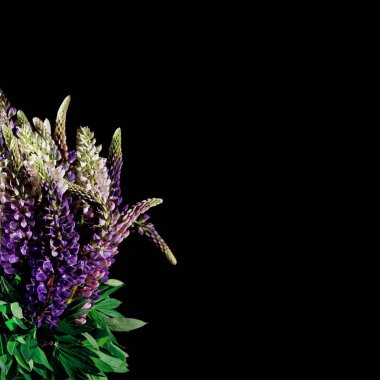 Eflatun lupin çiçeklerinden yapılmış güzel bir çiçek kompozisyonu siyah arka planda kapanıyor. Seçici odaklanma. Doğa konsepti. Asgari biçim.