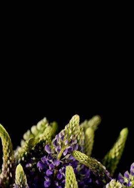 Eflatun lupin çiçeklerinden yapılmış güzel bir çiçek kompozisyonu siyah arka planda kapanıyor. Seçici odaklanma. Doğa konsepti. Asgari biçim.