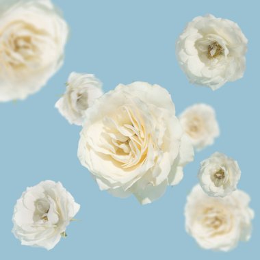 Pastel mavi arka planda uçan beyaz gül tomurcuklarından oluşan yaratıcı çiçek kompozisyonu. Asgari doğa kavramı.