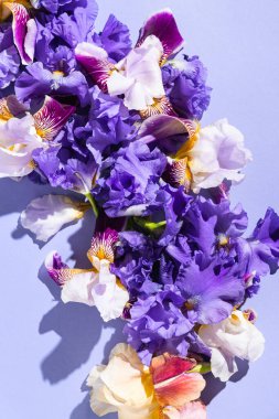 Leylak renginde güzel zambak çiçekleri. Güneş ve gölgeli yaz çiçeği kompozisyonu. Doğa konsepti. Aşk ve romantizm teması. Üst Manzara. Düz yatıyordu