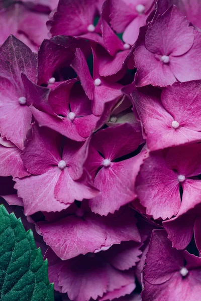Цветки Розовой Гортензии Крупным Планом Концепция Природы Селективный Фокус — стоковое фото