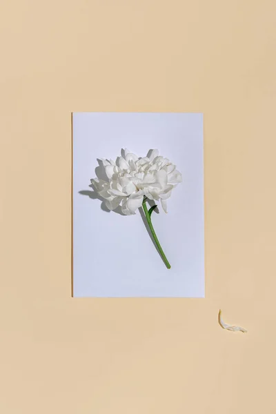 Цветок Хризантемы Белом Конверте Пастельно Бежевом Фоне Красота Мода Концепция Стоковая Картинка