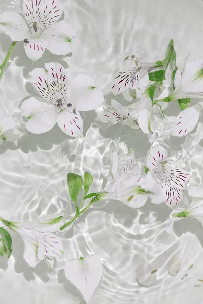 Alstroemeria Branca Flores Água Composição Verão Com Sol Sombras Conceito — Fotografia de Stock