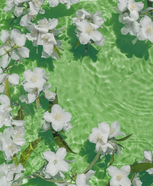 Flores Brancas Jasmim Água Verde Transparente Composição Floral Verão Com — Fotografia de Stock