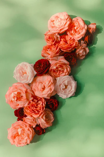 Hermosos Brotes Rosa Sobre Fondo Verde Con Sombra Concepto Naturaleza — Foto de Stock