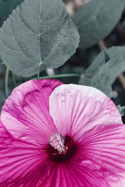 Schöne Rosa Hibiskusblüte Aus Nächster Nähe Helle Natur Hintergrund Floraler — Stockfoto