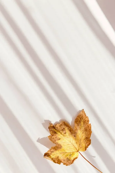 Композиція Мінімального Стилю Сухого Кленового Листа Білому Сонячному Фоні Тіні — стокове фото