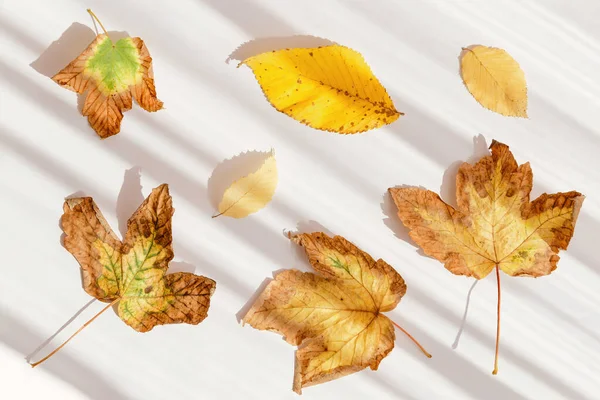 Creative Composition Made Dried Leaves White Sunlit Background Shadow Autumn — Fotografia de Stock