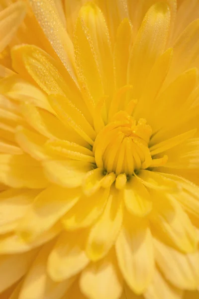 Yellow Chrysanthemum Flower Dew Drops Close Beautiful Nature Background Fall —  Fotos de Stock