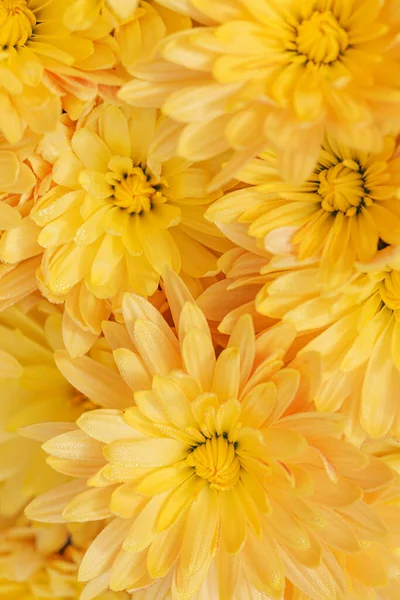 Желтый Хризантема Цветы Капли Росы Близко Красивый Фон Природы Концепция — стоковое фото
