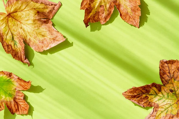 Творча Композиція Висушеного Листя Зеленому Пастельному Сонячному Фоні Тіні Осінь — стокове фото