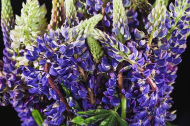 Eflatun lupin çiçeklerinden yapılmış güzel bir çiçek kompozisyonu siyah arka planda kapanıyor. Seçici odaklanma. Doğa konsepti. Asgari biçim.