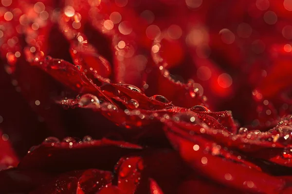 Piękne Ciemnoczerwone Pąki Róż Kroplami Wody Zbliżyć Koncepcja Natury Kwiatowe — Zdjęcie stockowe