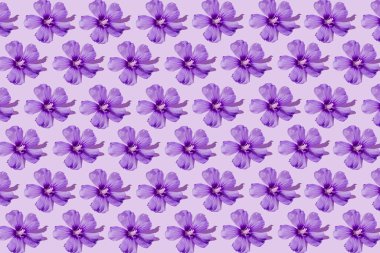 Pastel arka planda menekşe çiçeğinden yapılmış çiçek deseni. Asgari düzeyde. Doğa konsepti.