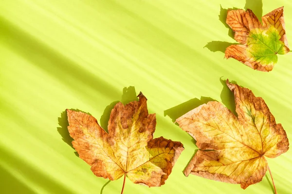 Creative Composition Made Dried Leaves Green Pastel Sunlit Background Shadow — Fotografia de Stock