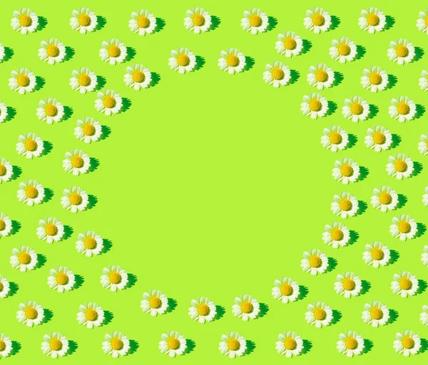 Креативный Цветочный Узор Мильных Цветов Зеленом Фоне Летний Вид Сверху — стоковое фото